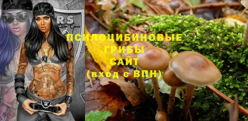 Псилоцибиновые грибы Psilocybe  Тула 